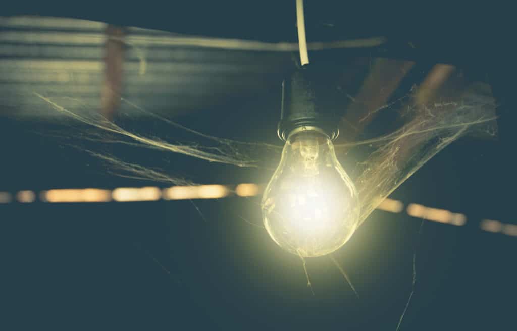 Spiders enjoying the food that the light bulb attracts